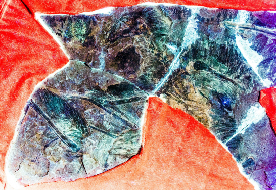 圖一：以「激光誘導熒光技術」掃描的奇翼龍的化石圖片，一種帶有類似蝙蝠翅膀的獸腳類恐龍，生活在一億六千萬年前的中國北部。圖片提供：Dececchi et al. 2020
 